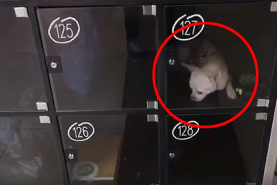 Фото: скриншот из видео.