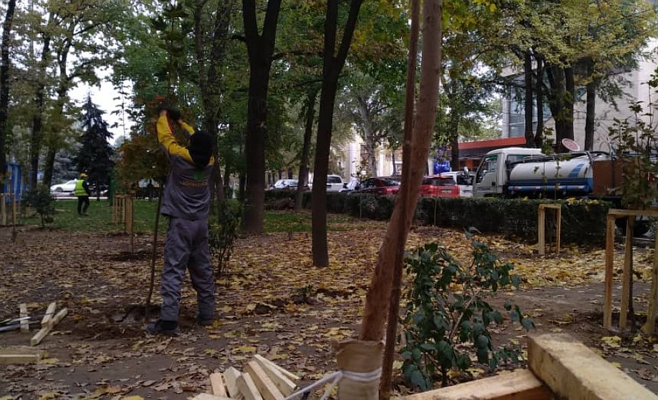 На месте батутов на Держинке теперь будут расти деревья.