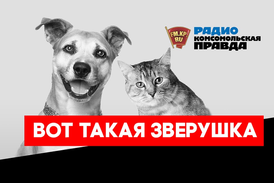 Почему животные могут проявлять агрессию к своим хозяевам
