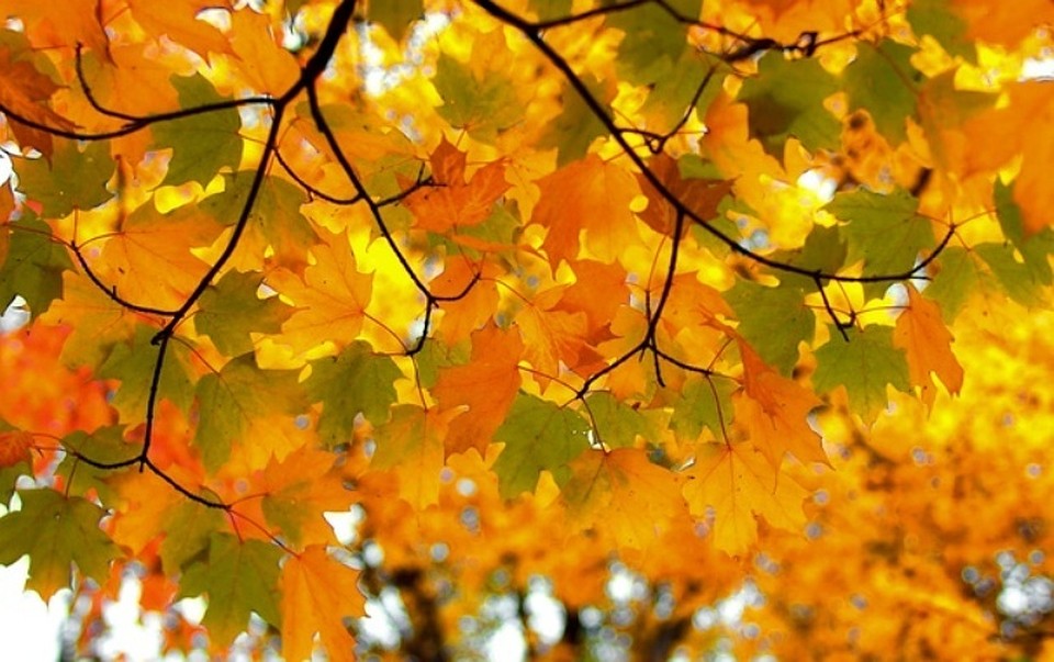Фото: https://www.badfon.ru/wallpaper/listya-priroda-osen-3746.html