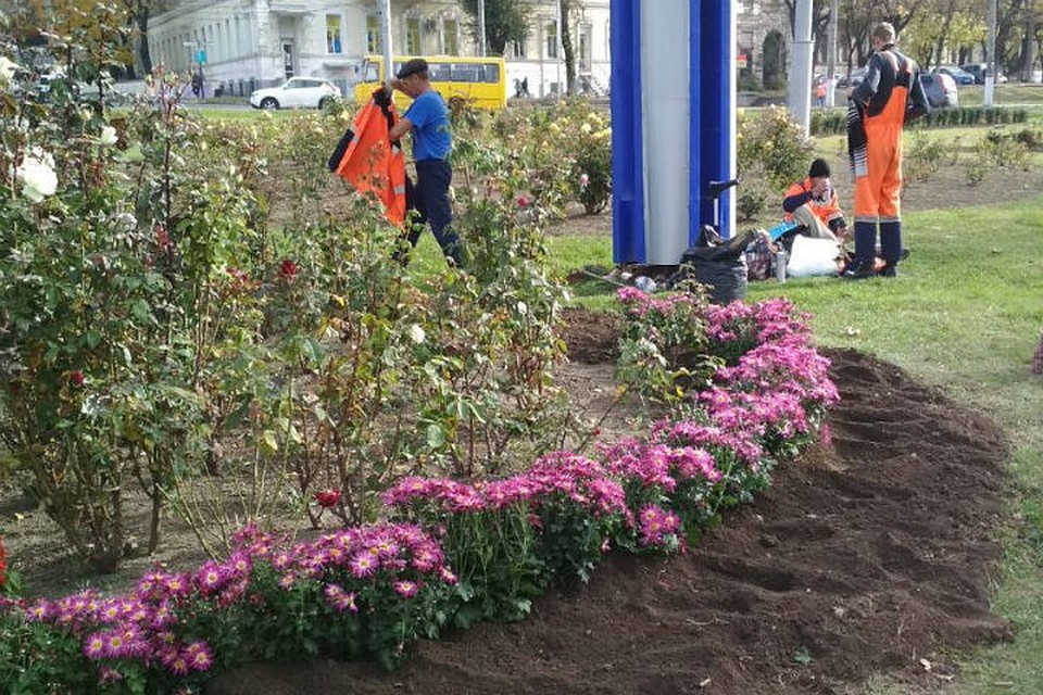 Высадка хризантем на площади Куйбышева в Симферополе. Фото: пресс-служба администрации крымской столицы.