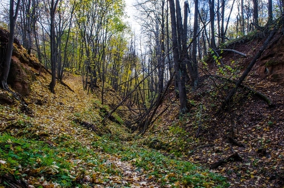 «Черных лесорубов» застали врасплох в Хабаровском крае
