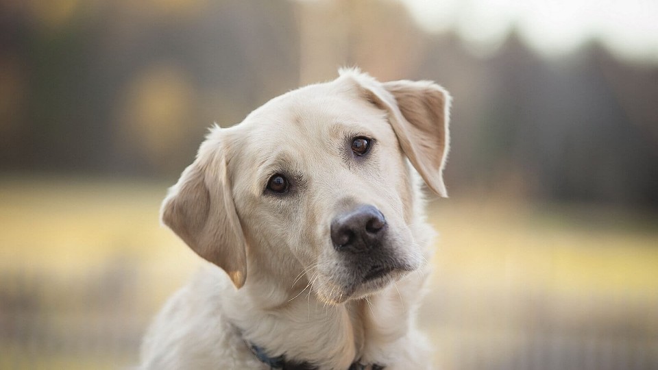 Фото: petsvillage.ru