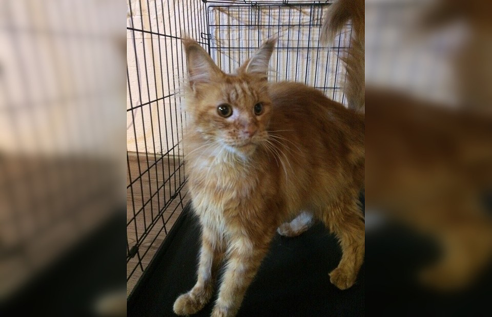 Котик мэй-куна бродяжничал на улице, пока его не подобрали добрые люди. Фото: Наталья Ким.