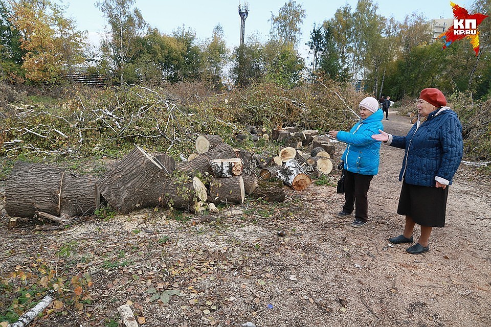 Вырубка деревьев в парке