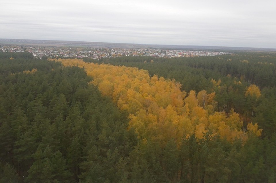 Северный лес.