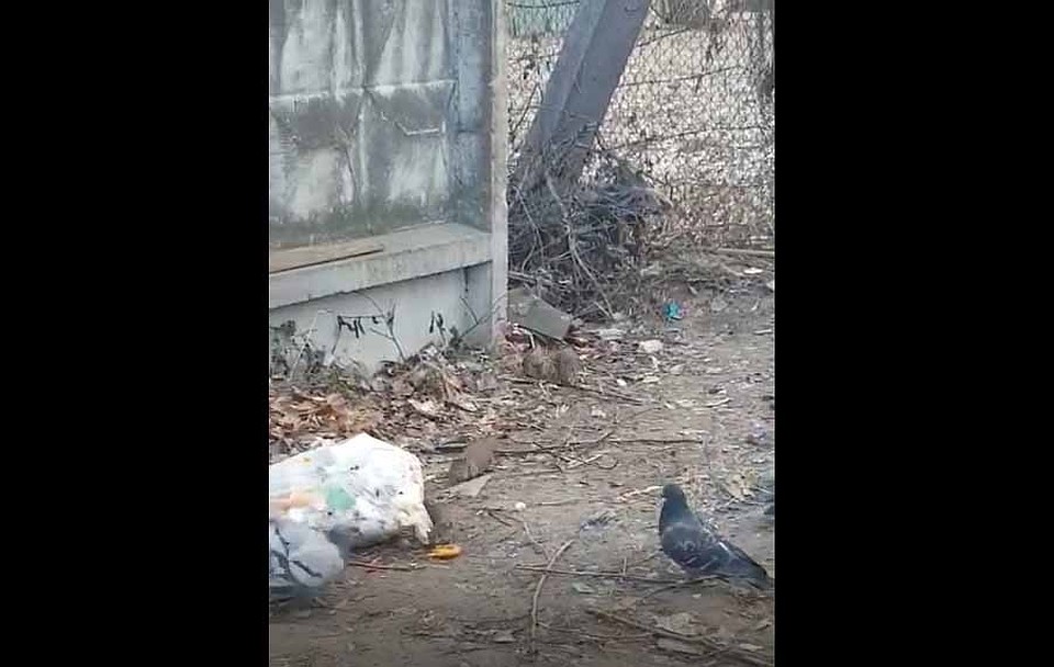 В Смоленской области крысы угрожают детскому саду и школе. ФОТО: скриншот видео Вязьма Ньюс.