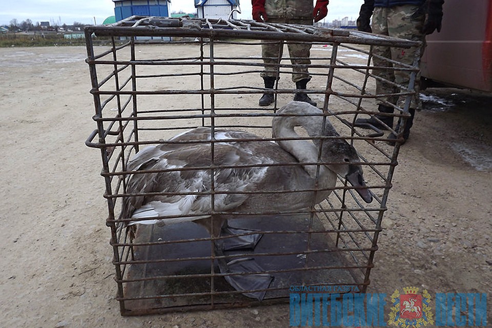 Лебедь не смог улететь на юг вместе с сородичами из-за лишнего веса, определили экологи. Фото: "Витебские вести".