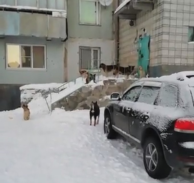 Фото: скрин с видео