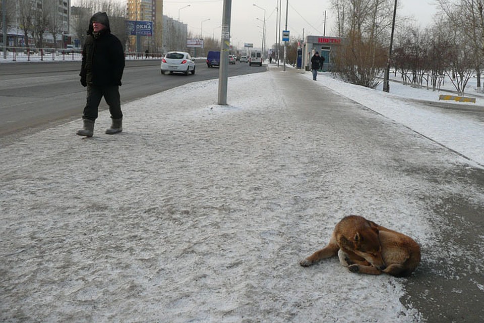 Тюменцы пожертвовали почти 50 тысяч рублей, чтобы собаки не остались на улице