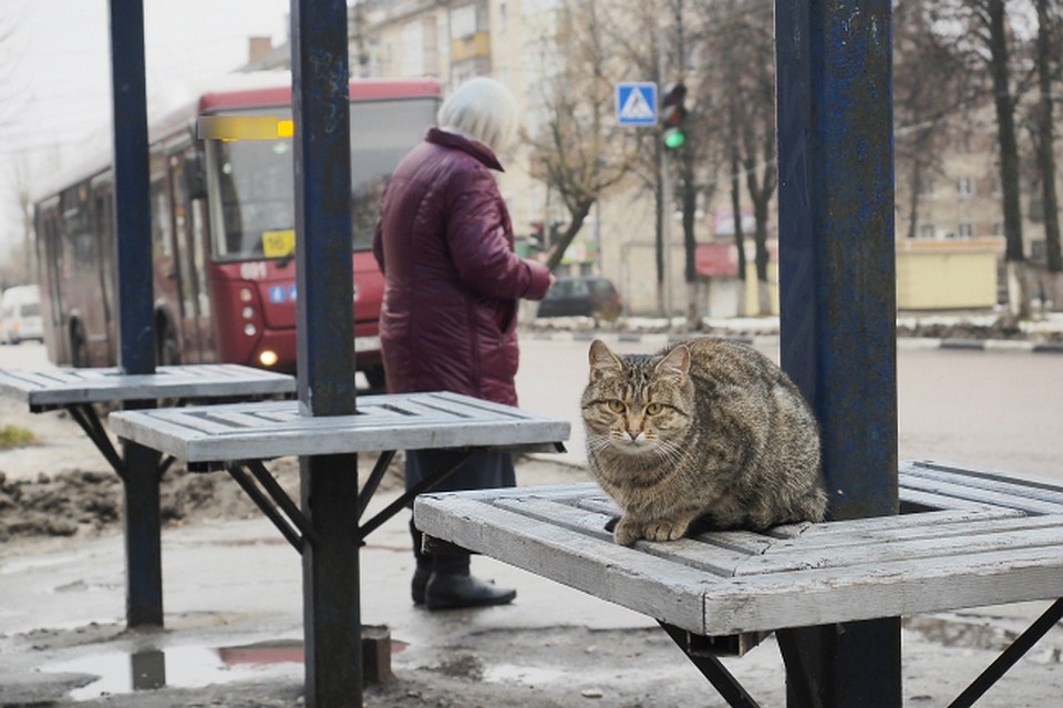 Транспортные нововведения не всем и не везде пришлись по душе.