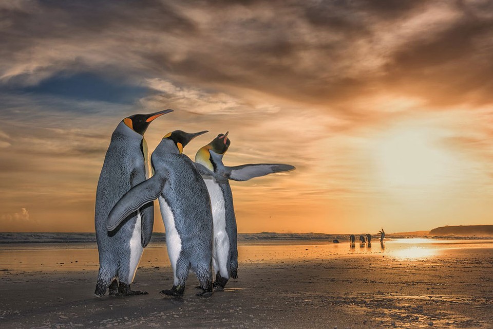 «Три короля». Фото: Wim Van Den Heever