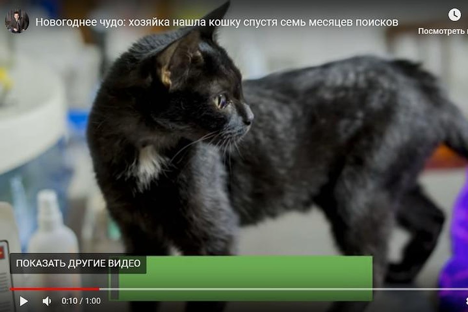 По фото Ольга сразу узнала свою любимицу. Фото: Инициативная группа по защите животных г. Твери vk.com/tverhelpanimals