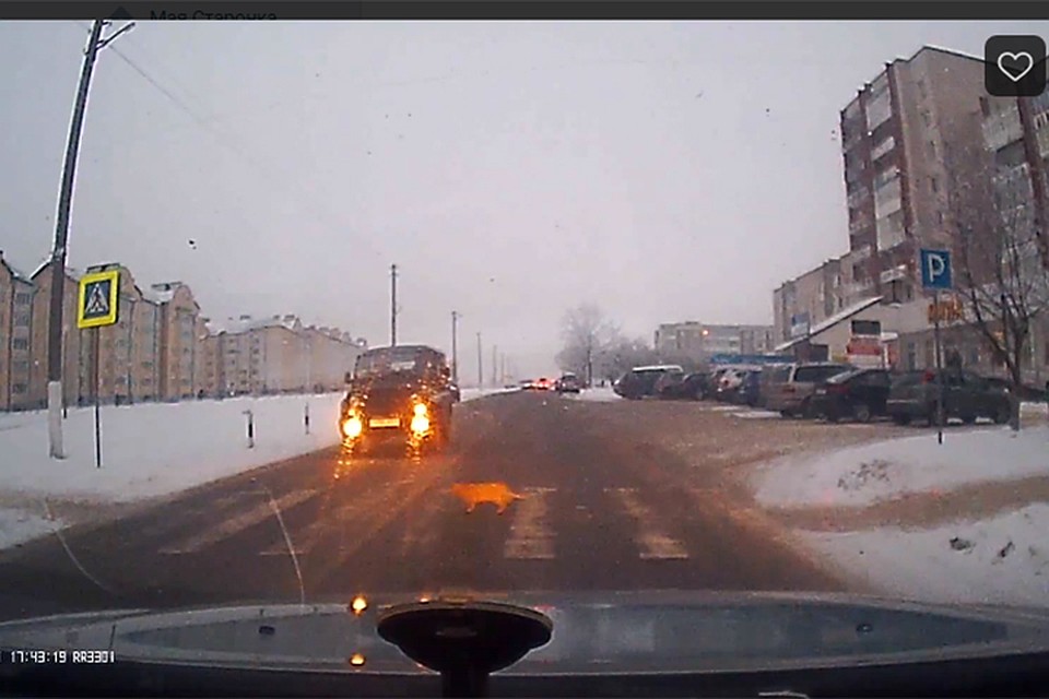 Автомобили остановились, чтобы дать пройти необычному пешеходу. Фото: кадр из видео.