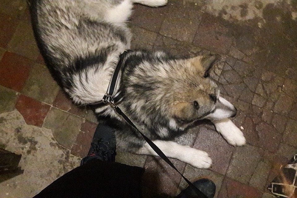 В залитой кипятком квартире были заперты кот и собака. Фото: vk.com/margo_ree