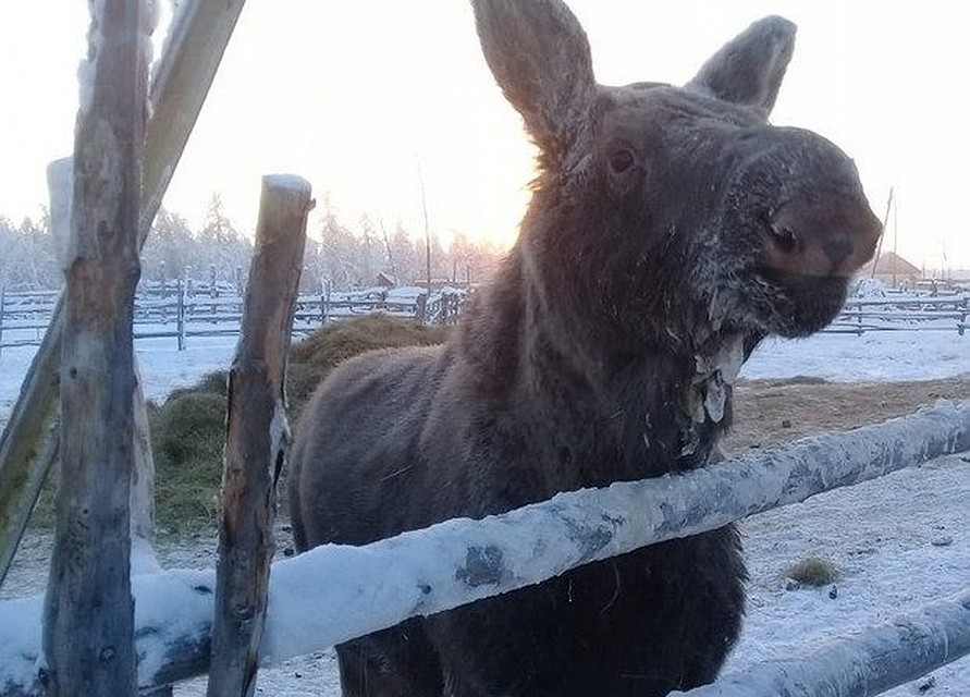 Прилететь в Якутск Бээчэ может уже на следующей неделе.
