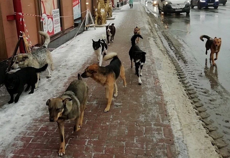 Брянцы опасаются, что одна из собак может покусать прохожих. Фото: vk.com, "Типичный Брянск"