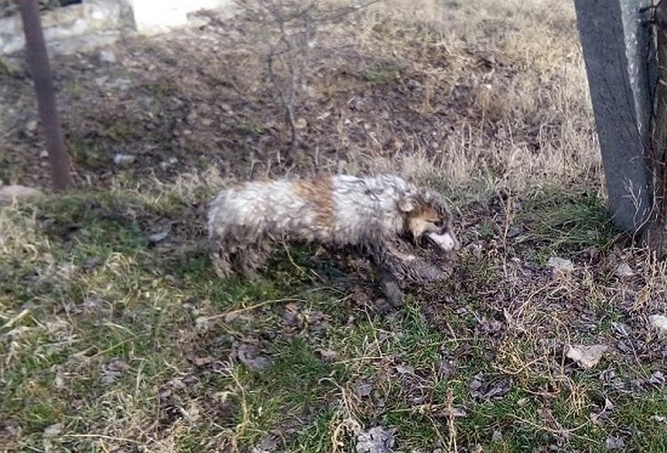 Собачка не пострадала. Фото: МЧС по РК