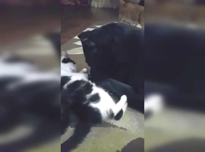 Собака заботливо вылизывает кошку Маню. Стоп-кадр с видео Натальи Зимогляд.