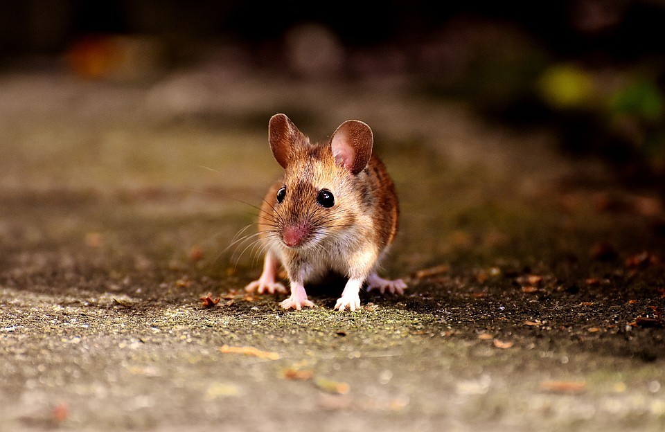 Фото: pixabay.com