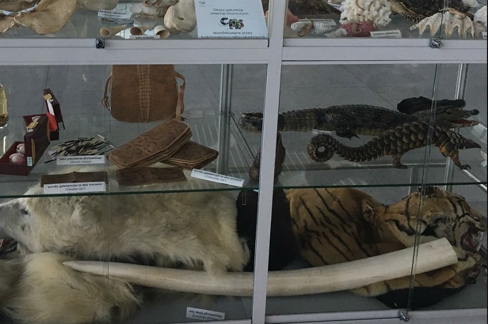 Выставка конфиската в Варшаве: шкура тигра. бивни и кости. Фото: twitter.com/shaunwalker7