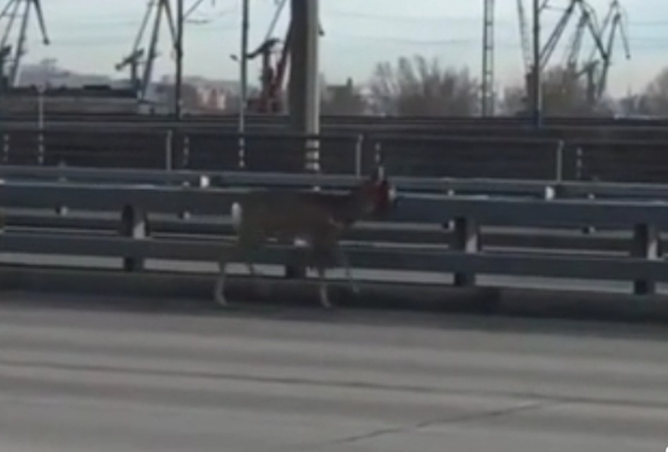 Олененок на мосту Фото: стопкадр с видео