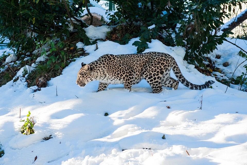 Фото: caucasusnature.ru