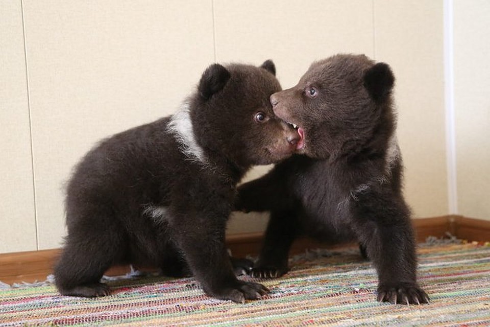 Первыми в этом году в центр реабилитации приехали Ворчун и Молчун Фото: orphan-bear.org