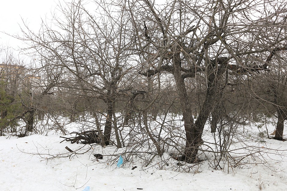Яблоневый сад сначала довели до ручки, а теперь уничтожают по частям.