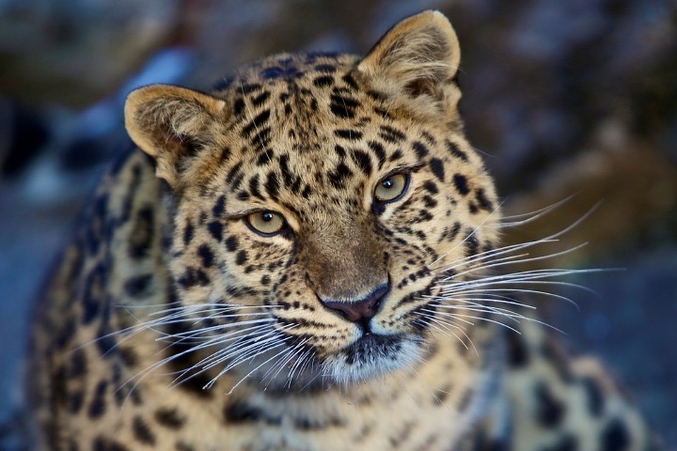 Леопард едва не погиб после кровопролитной драки с соперником. Фото: leopard-land.ru\Чои Кисун