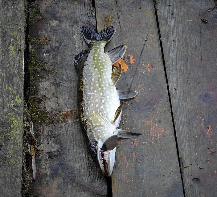 ФОТО: pixabay.com.