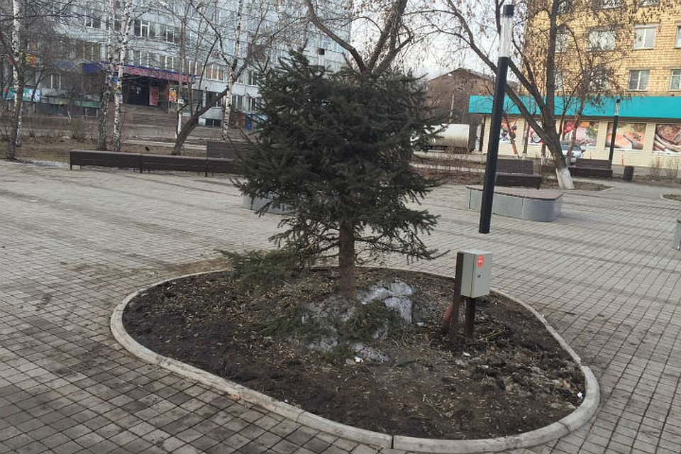 Срубили нашу елочку... Фото: Владимир ПАВЛОВСКИЙ.