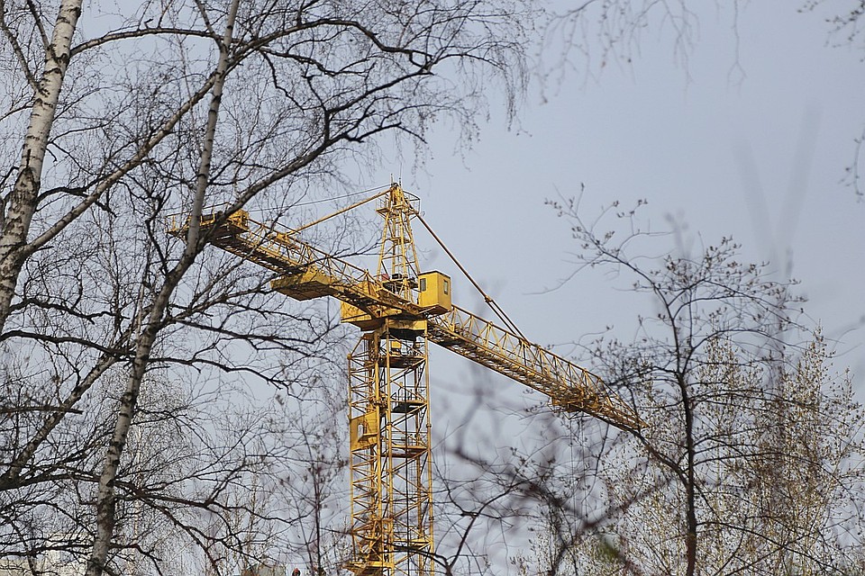 Элитный дом могут построить в березовой роще Красноярска.
