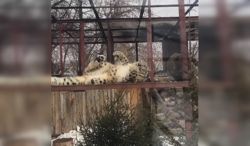 Скриншот с видео из Instagram @permzoo