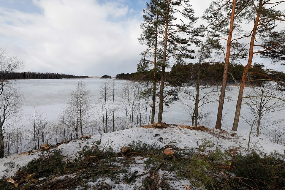 Вырубка на озере Пудоро подобралась почти к самой кромке воды. Фото: Андрей СОЛОВЬЁВ