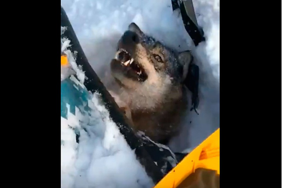 Фото: скриншот видео