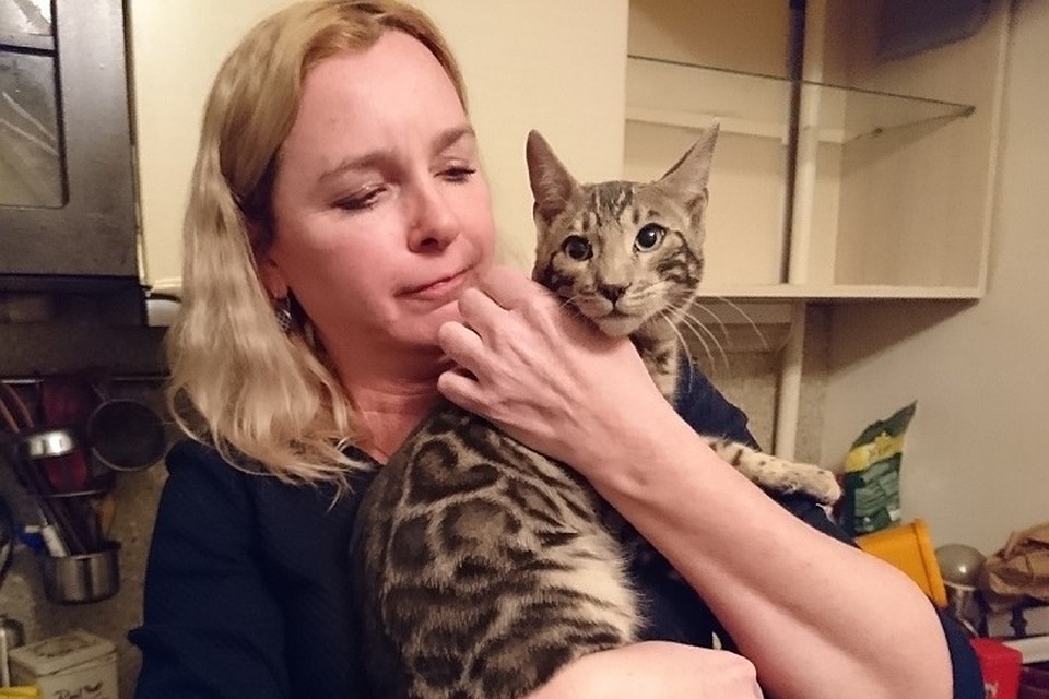 Активисты "Кошкиспас" спасли бенгальского кота из вентиляции дома в Петербурге