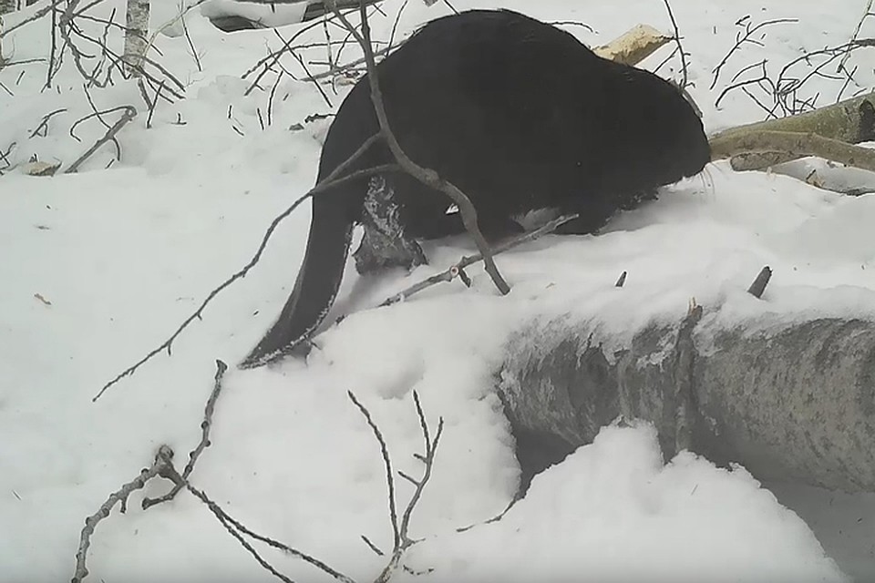 Уникальное домашнее видео из жизни обитателей Керженского заповедника опубликовали в Нижнем Новгороде.