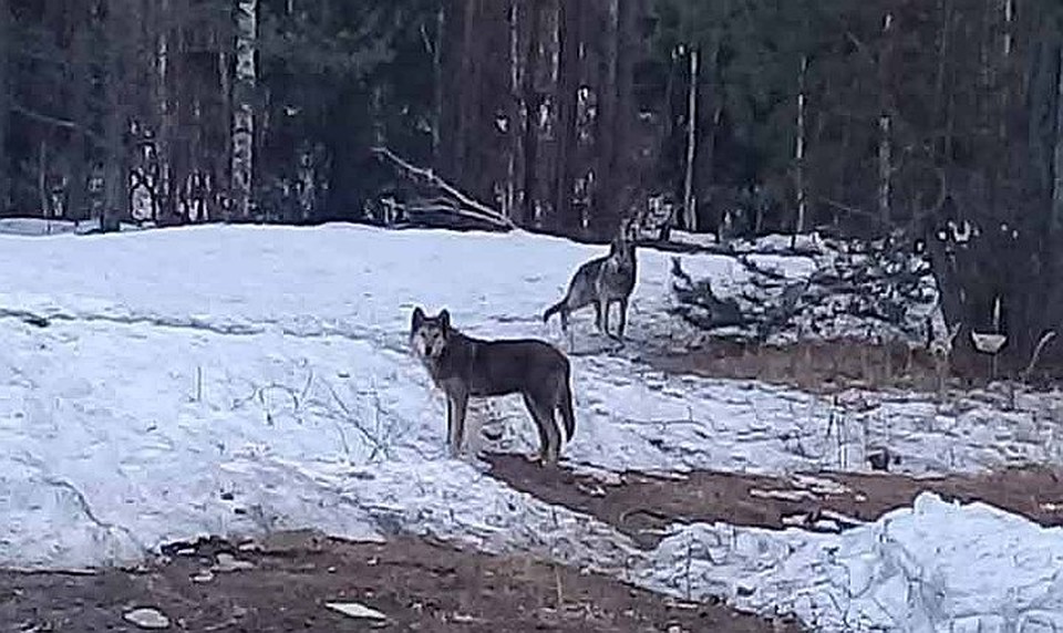 Волки у трассы под Гусь-Хрустальным