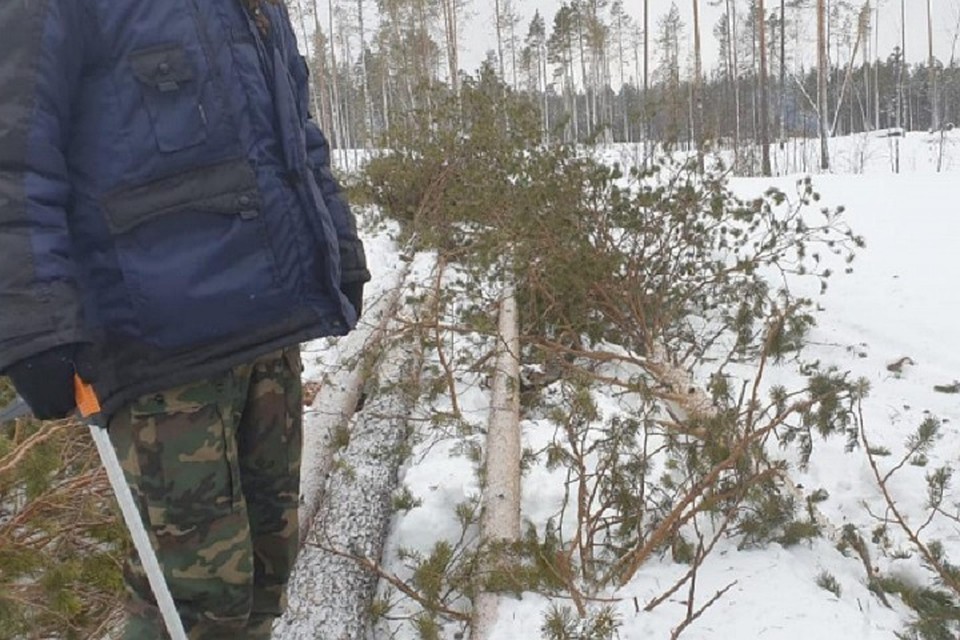 Черному лесорубу из Советского района грозит два года тюрьмы Фото: 86.мвд.рф
