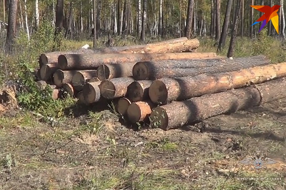 В Пеновском районе неизвестный вырубил более 1300 деревьев