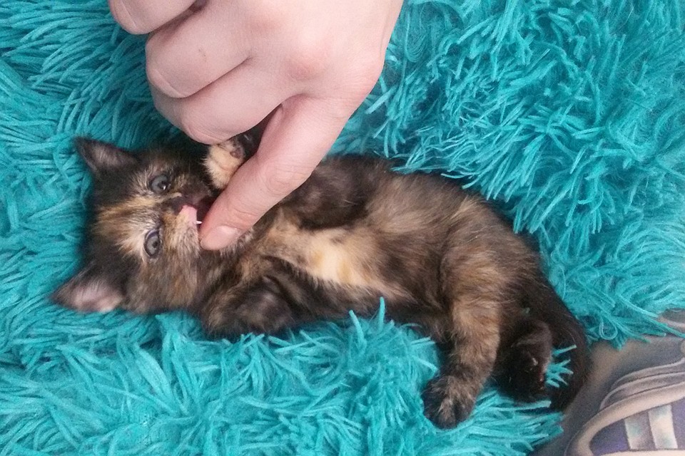 В новой семье малышка, которую природа обделила одной лапкой, чувствует себя привольно, окруженная любовью и заботой. Фото: Из архива Елены Кудряшовой