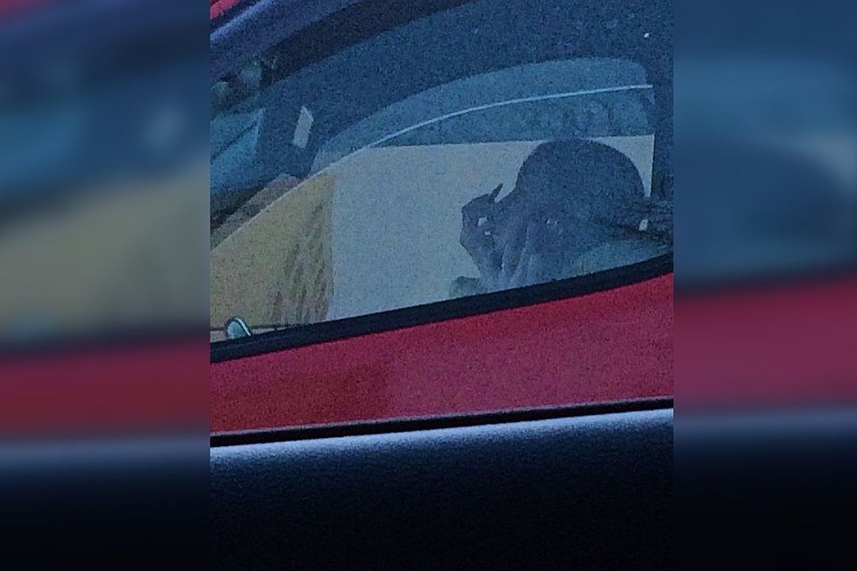А вы так можете? - Делать несколько дел одновременно. Фото: instagram.com/instact54.