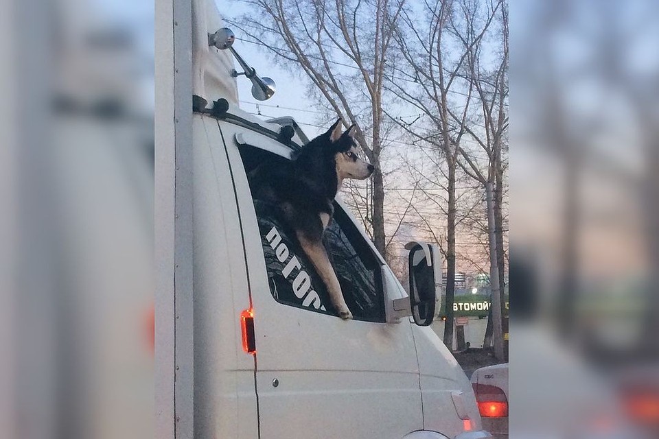 Собаку часто видят в машине на левом берегу. Фото: www.instagram.com/instact54.
