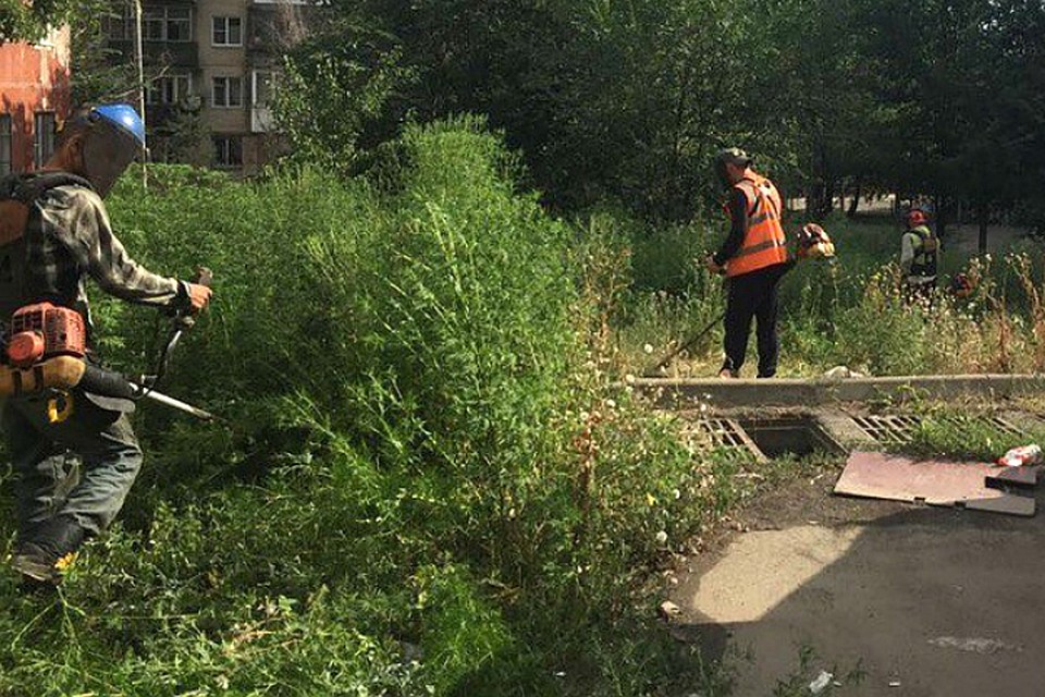 На данный момент усилия по борьбе с амброзией не приносят должного результата. Фото: rostov-gorod.ru
