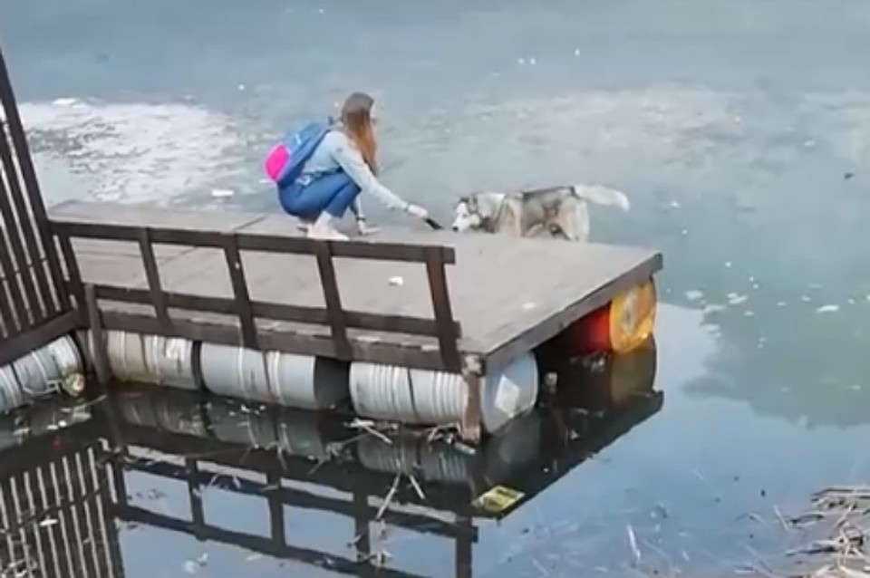 В Ярославле помогли собаке, оказавшейся на льду пруда. Фото: скриншот с видео в группе «Подслушано в Ярославле» в «ВКонтакте».