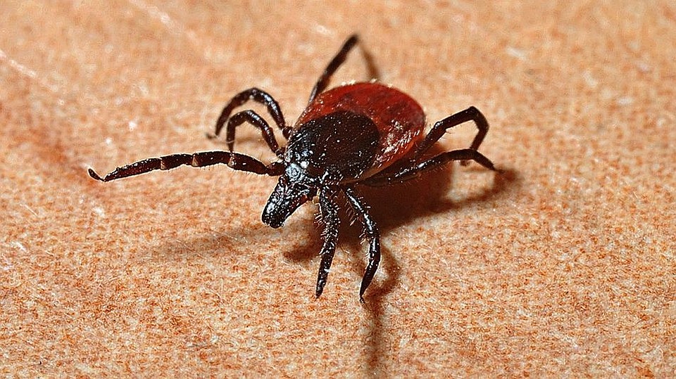 Клещи являются переносчиками опасных заболеваний