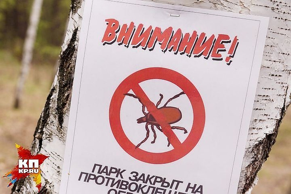 Кемерово обрабатывают от клещей