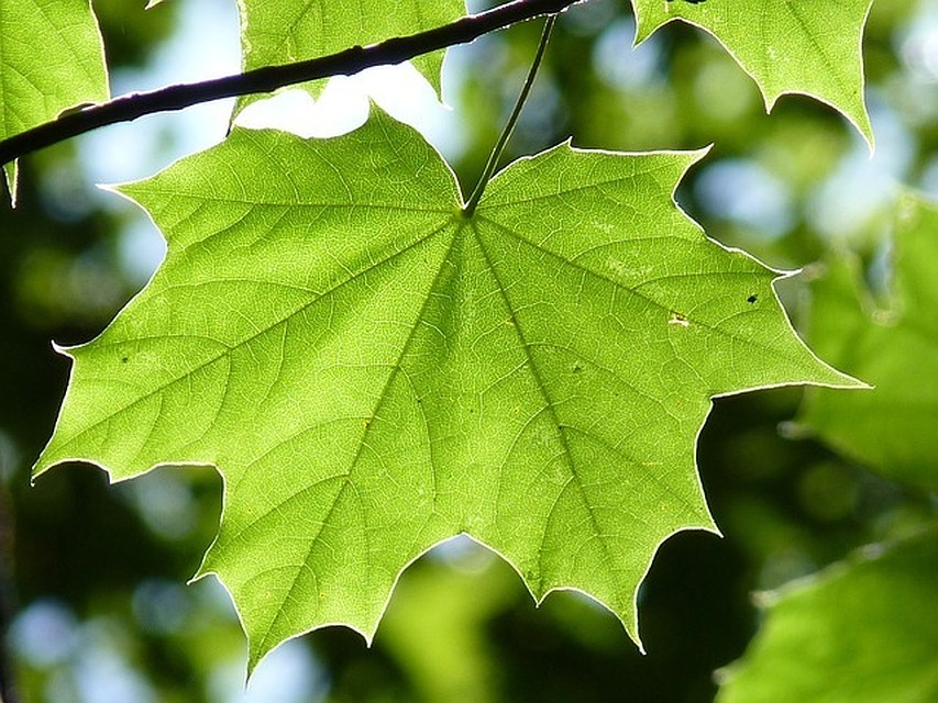 ФОТО: pixabay.com.