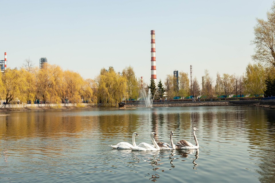Лебеди стали символом Капотни. Фото: АО «ГАЗПРОМНЕФТЬ-МНПЗ»